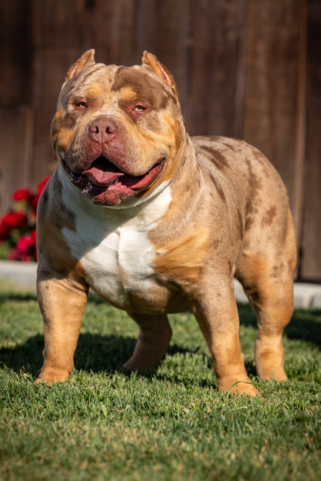 Drogo — Top Contender Bullies